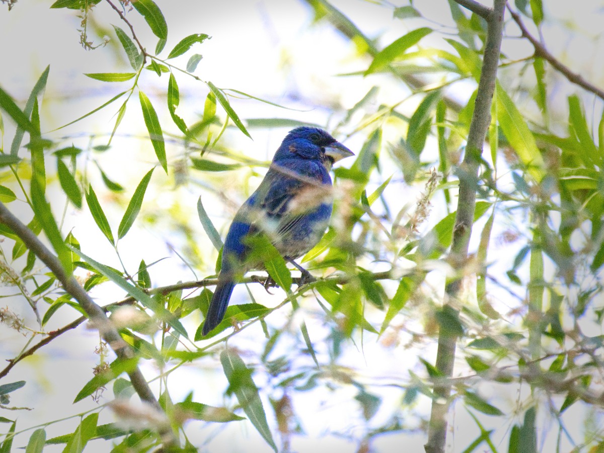 Blue Grosbeak - ML657679718