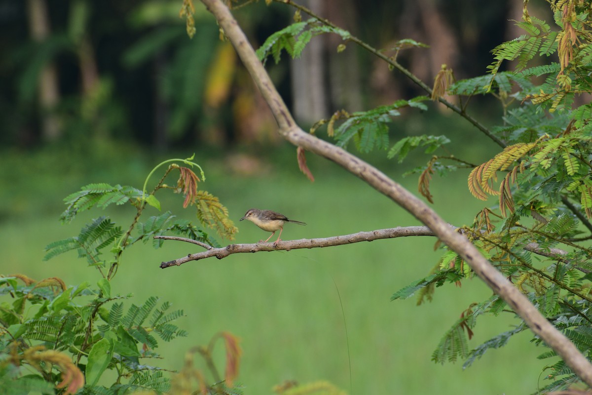 Plain Prinia - ML657680018