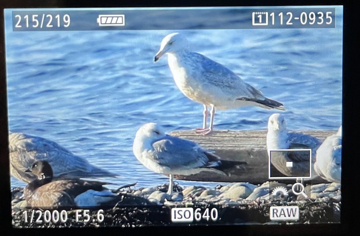 American Herring Gull - ML657680406