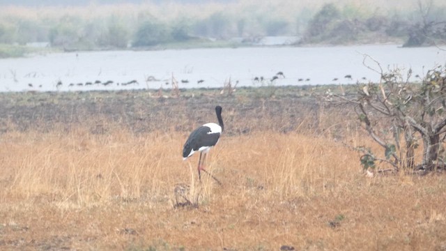 sadelnebbstork - ML657680962