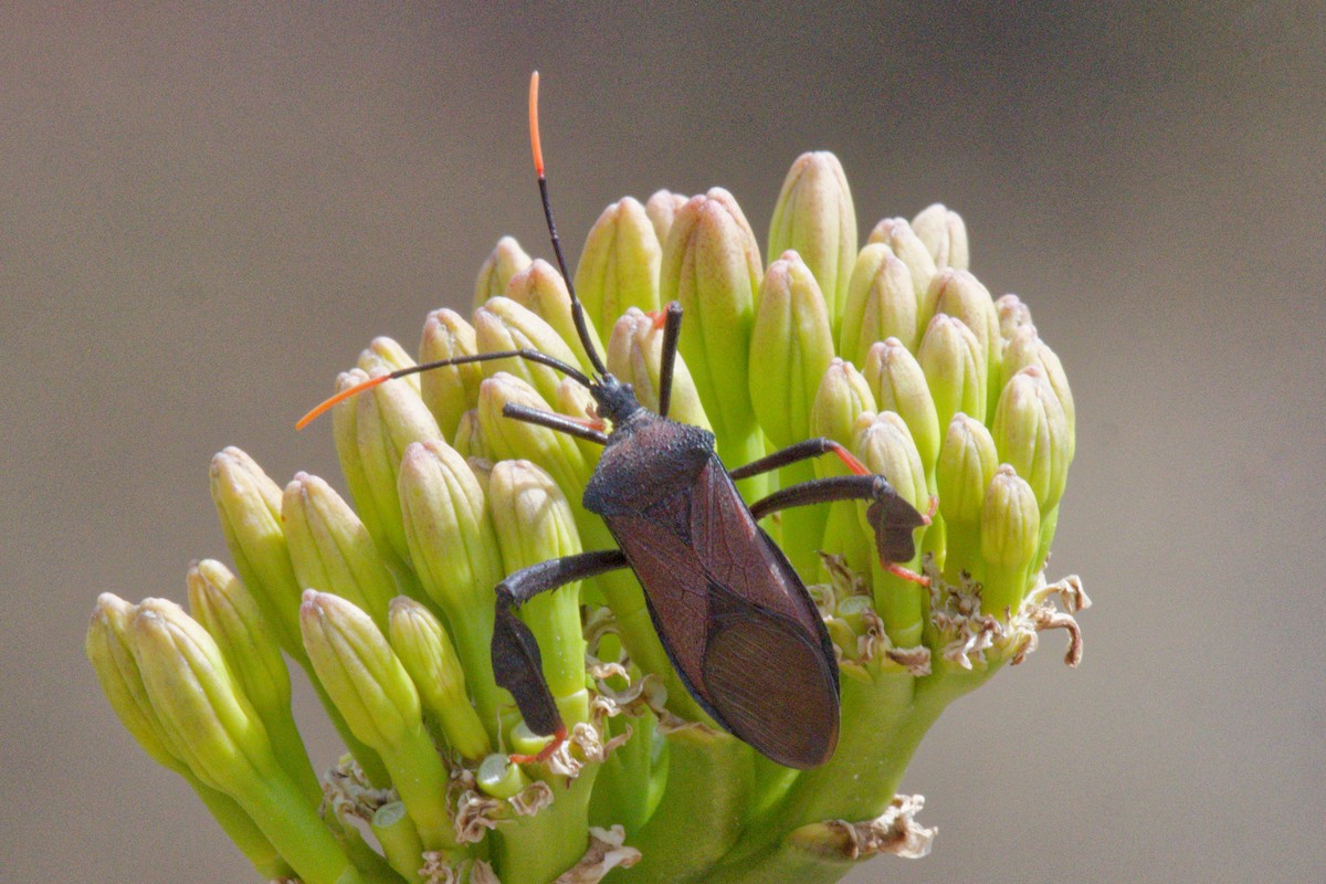 Cactus Coreid - ML657680978