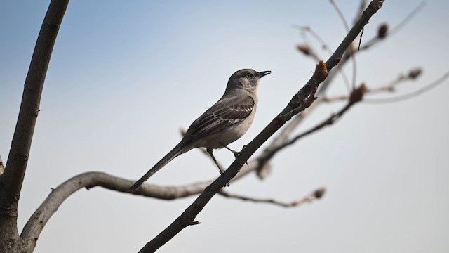 sangspottefugl - ML657681508