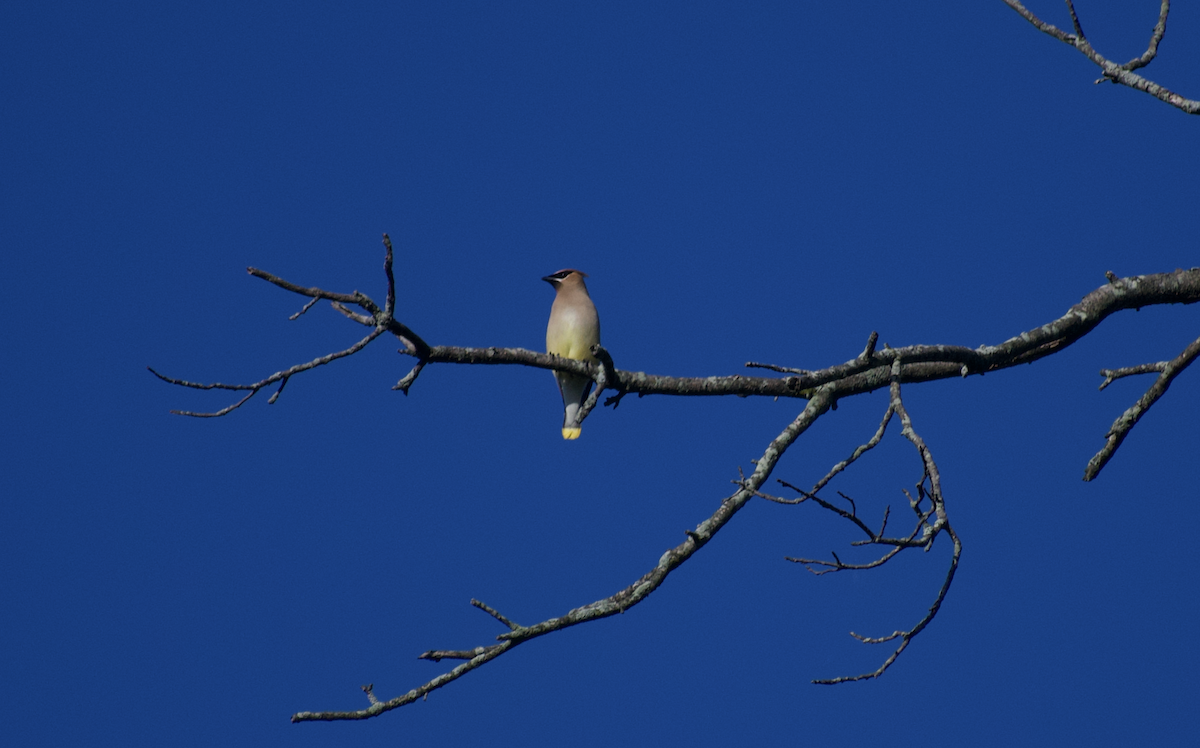 Cedar Waxwing - ML657681595