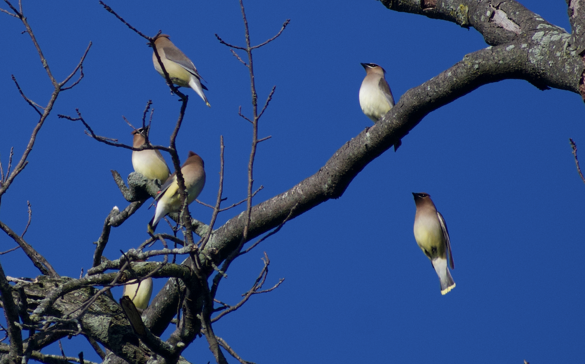 Cedar Waxwing - ML657681596