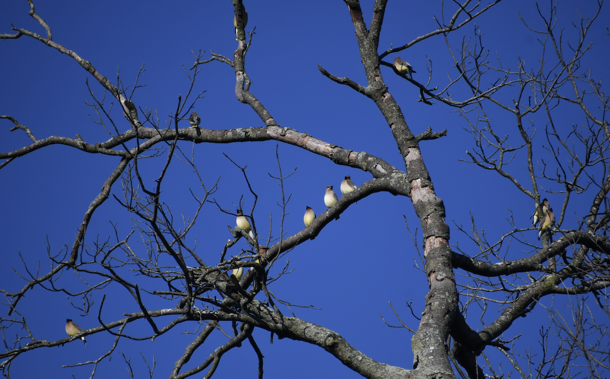 Cedar Waxwing - ML657681597