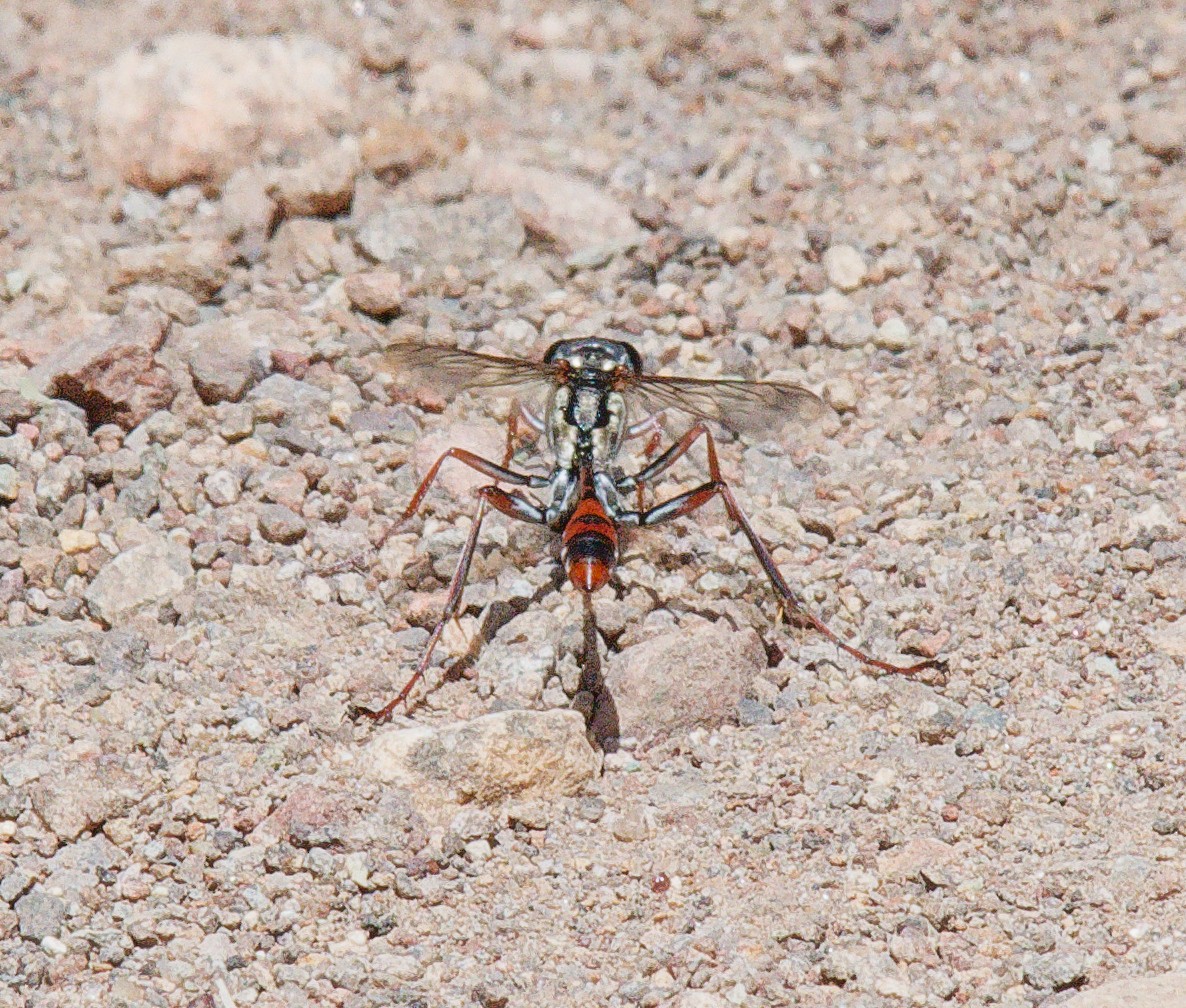 Abert's Thread-waisted Wasp - ML657681965