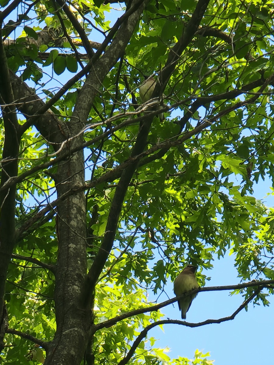 Cedar Waxwing - ML657681969
