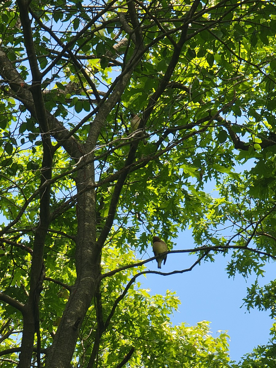 Cedar Waxwing - ML657681970