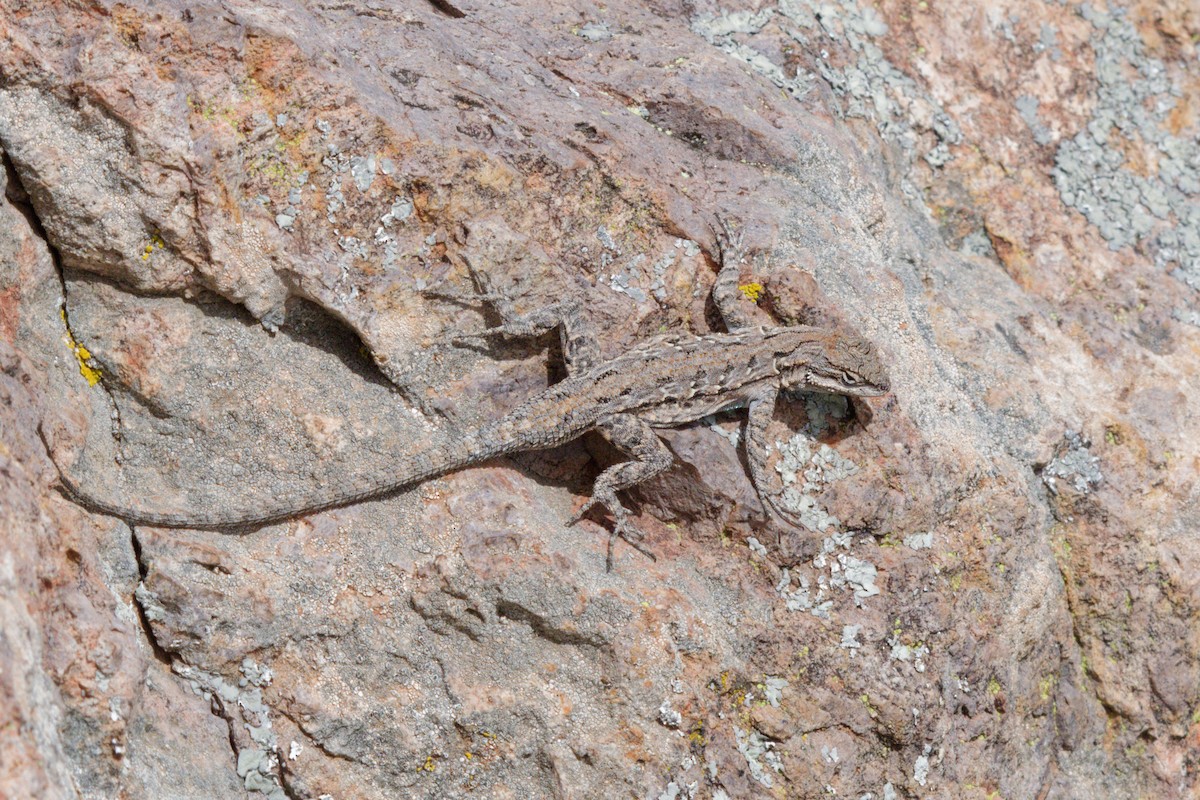 Ornate Tree Lizard - ML657681977
