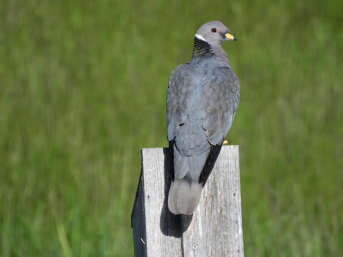 Band-tailed Pigeon - ML657682059