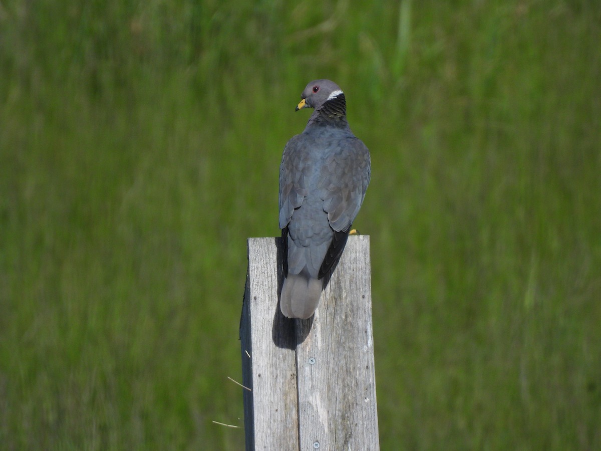 Band-tailed Pigeon - ML657682060