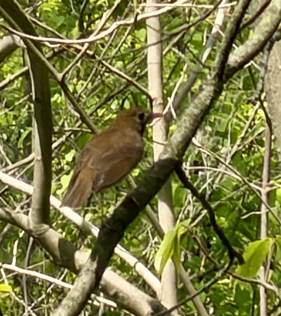 Veery - ML657682124