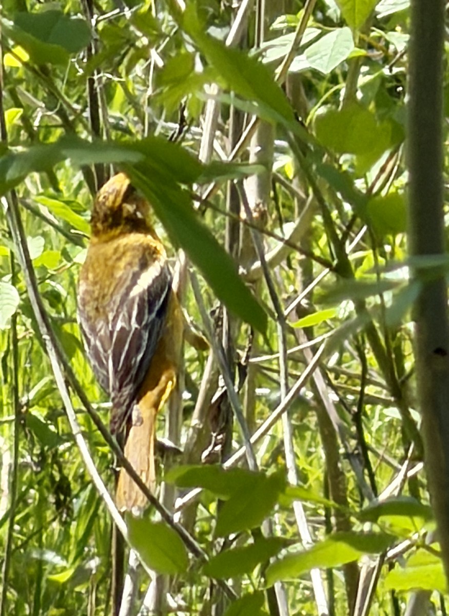 Baltimore Oriole - ML657682140