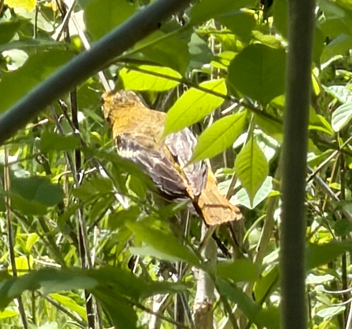 Baltimore Oriole - ML657682141