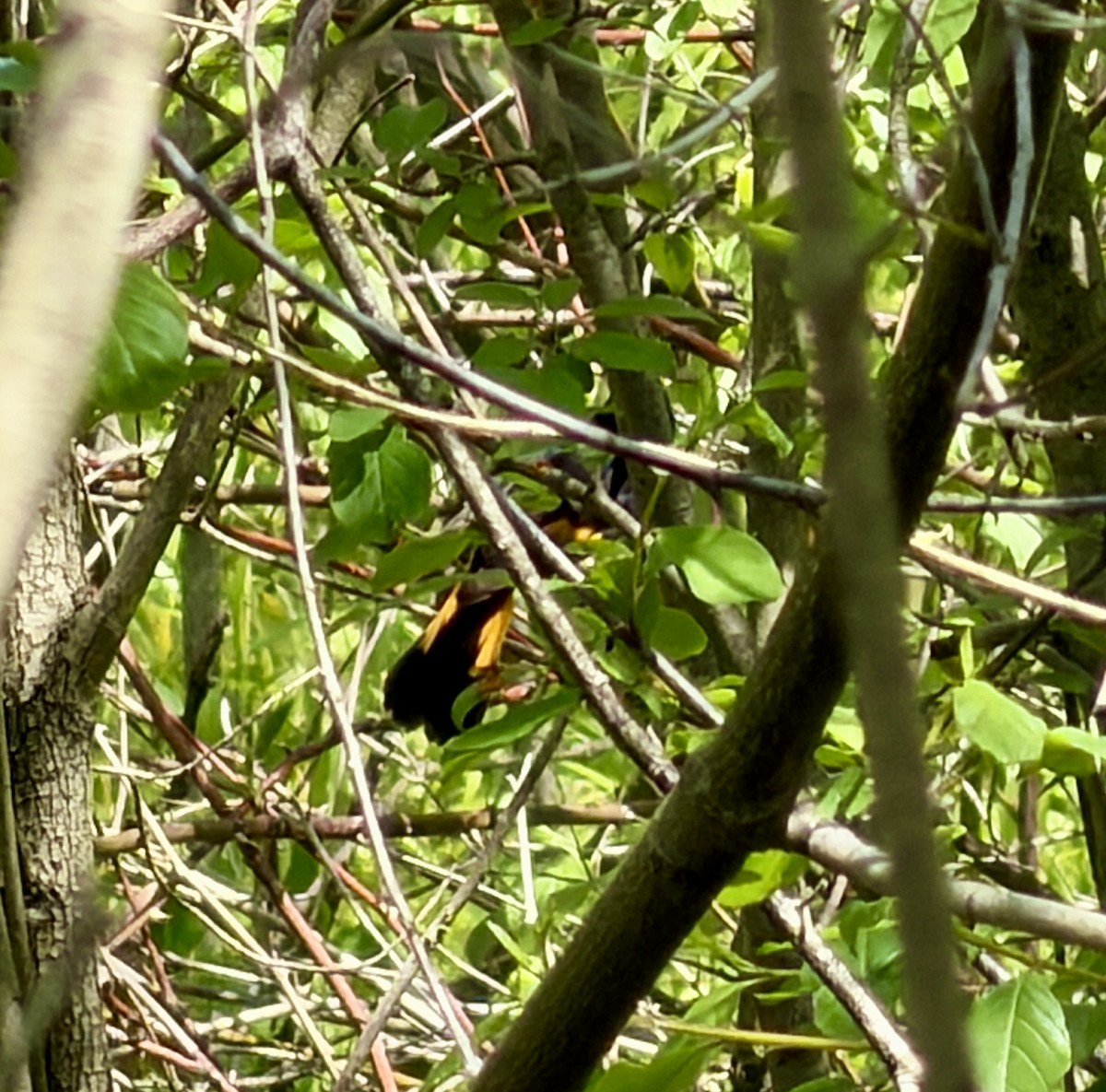American Redstart - ML657682162
