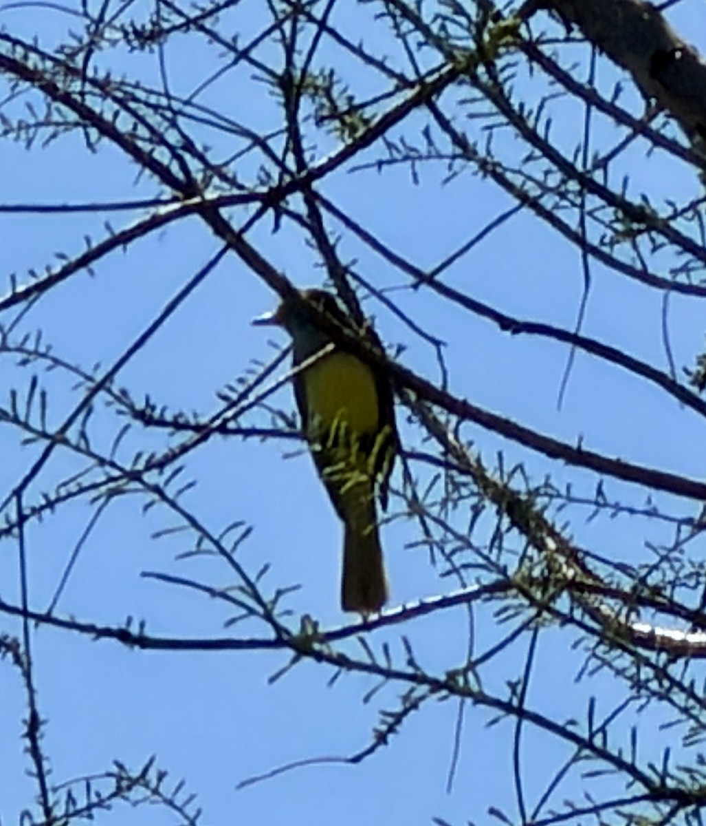 Great Crested Flycatcher - ML657682184