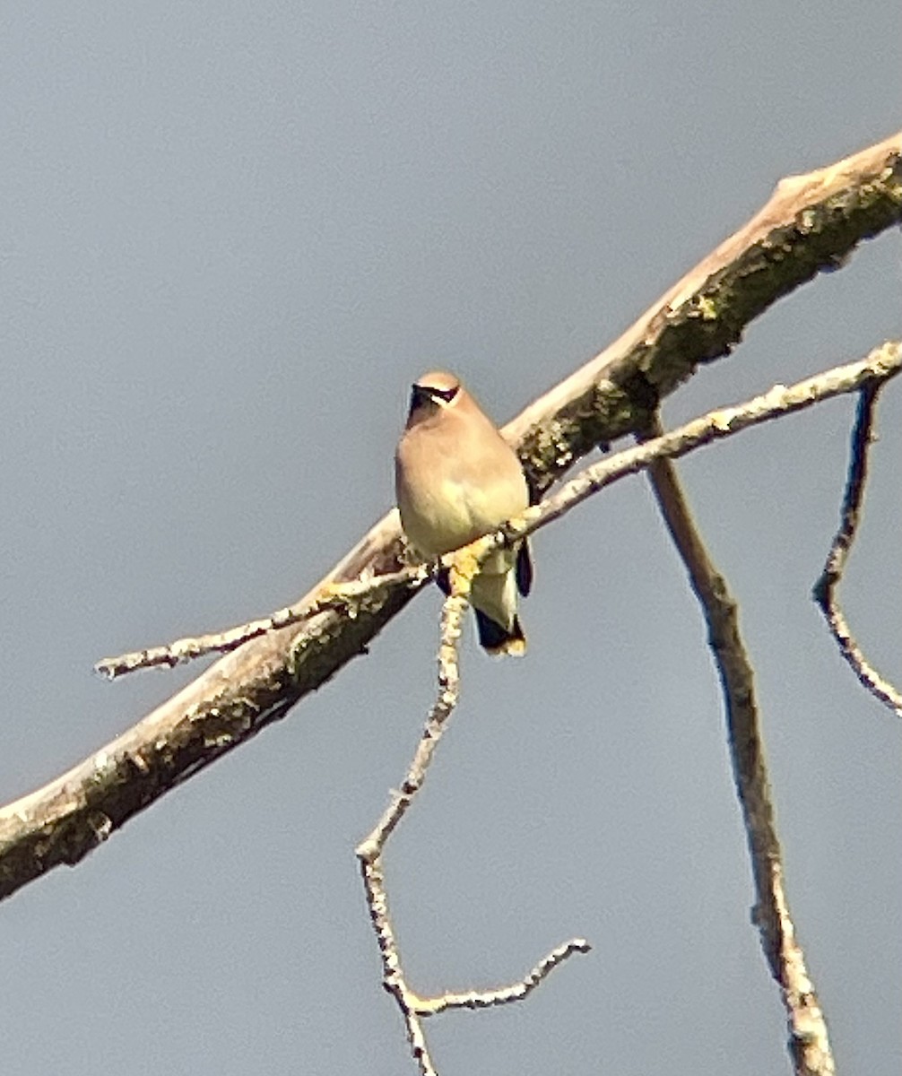 Cedar Waxwing - ML657682512