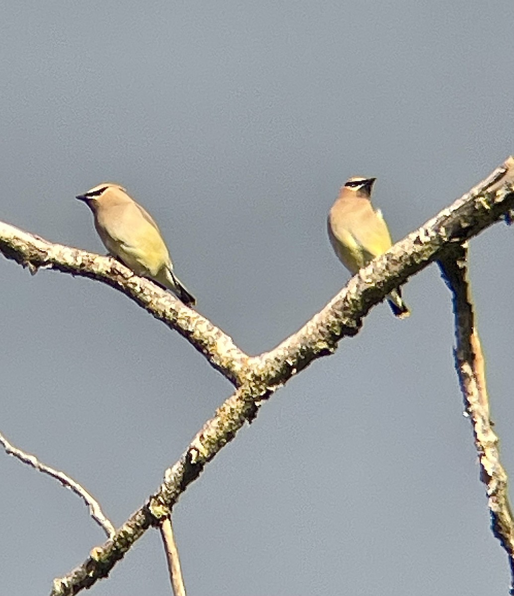 Cedar Waxwing - ML657682513