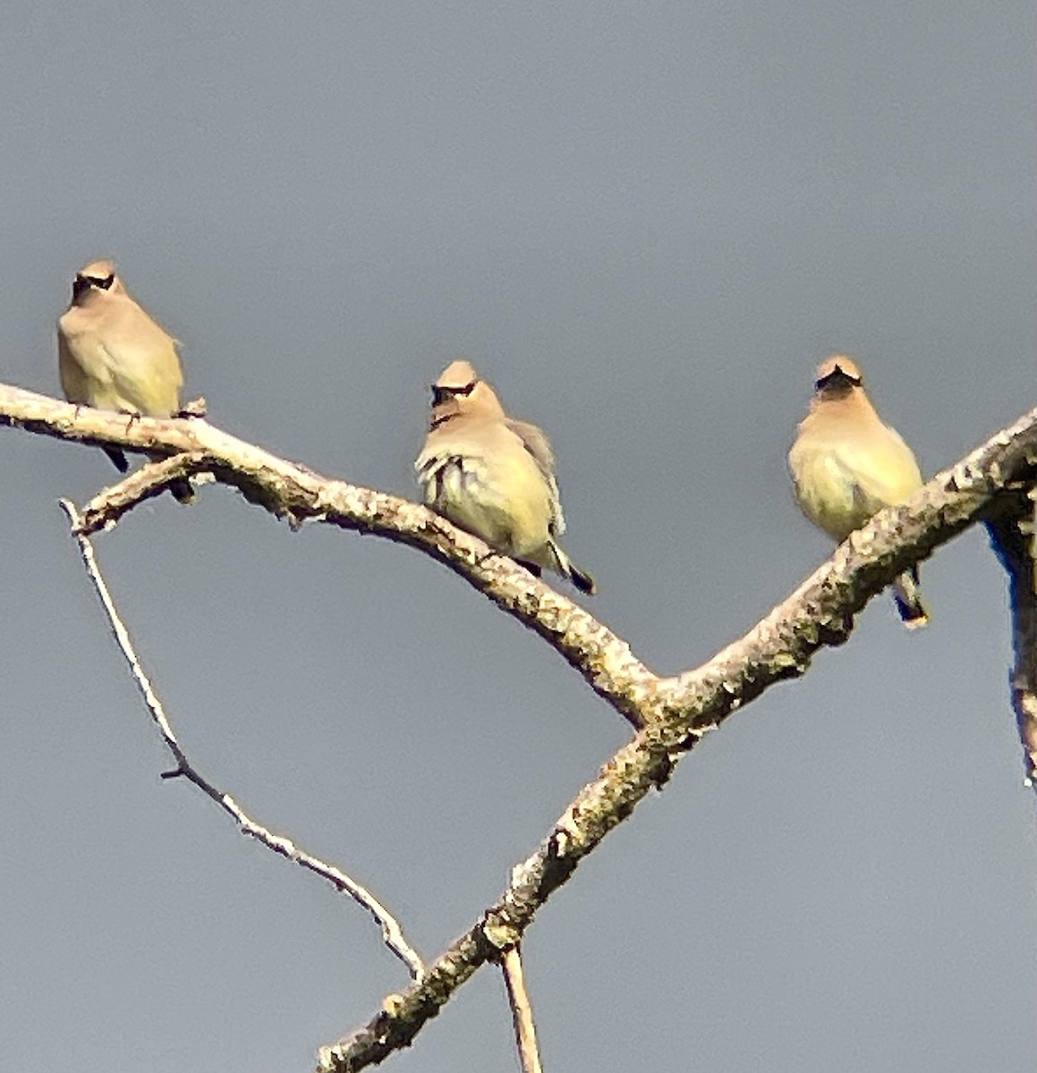 Cedar Waxwing - ML657682514