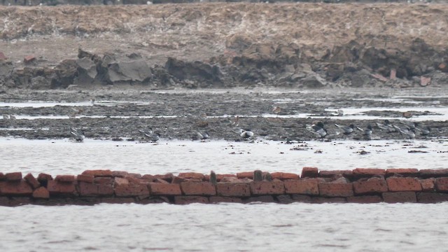 hvitvingesvartterne - ML657682910