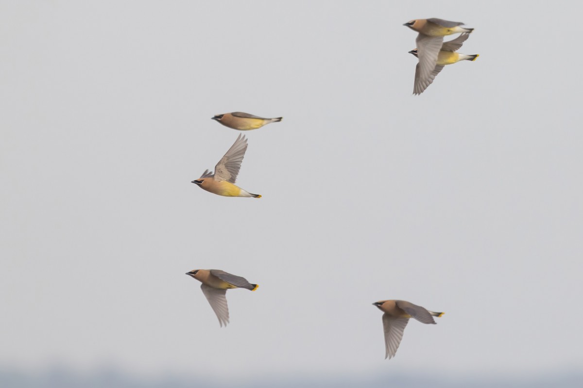 Cedar Waxwing - ML657683296