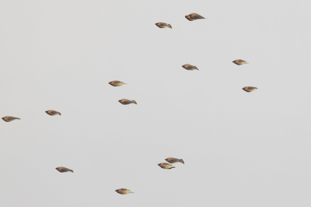 Cedar Waxwing - ML657683297