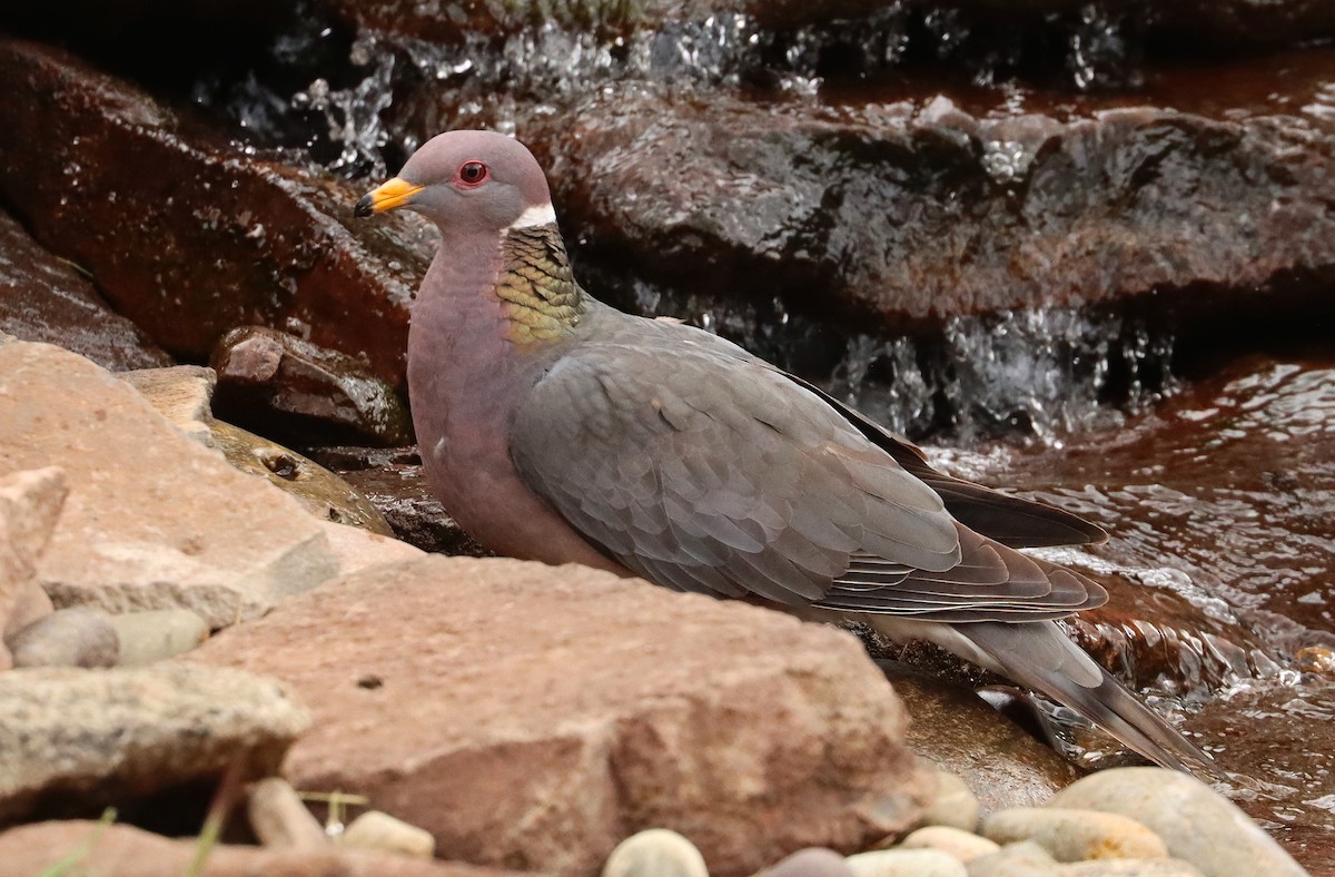 holub pruhoocasý - ML657683303