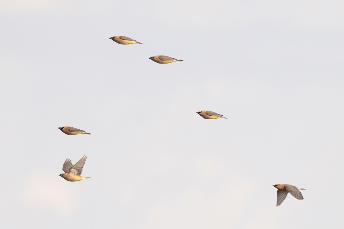 Cedar Waxwing - ML657683370