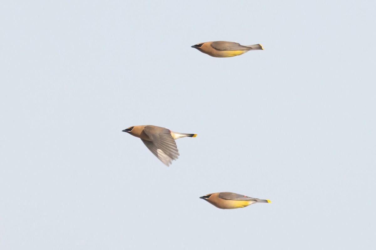 Cedar Waxwing - ML657683371