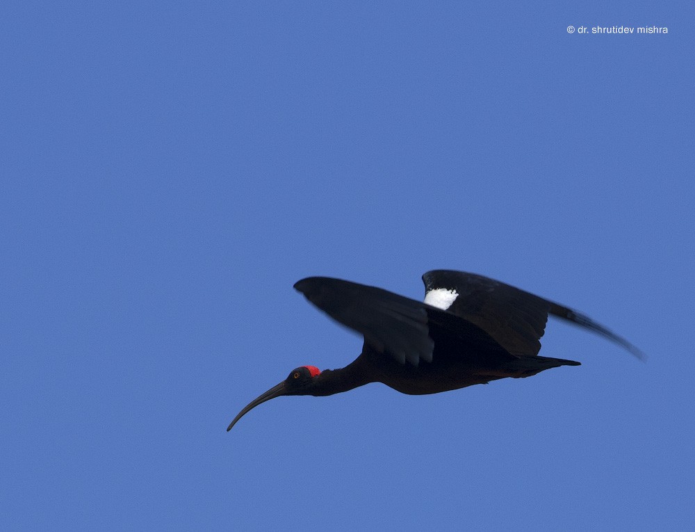 ibis bradavičnatý - ML65768351