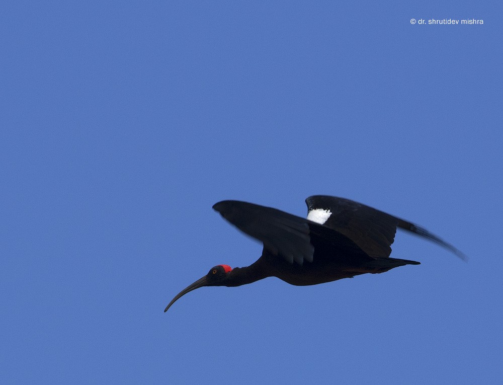 Red-naped Ibis - ML65768351