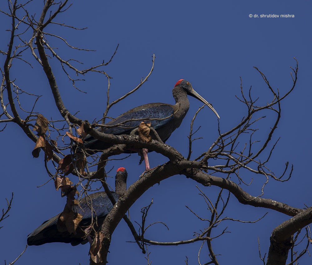 Red-naped Ibis - ML65768361