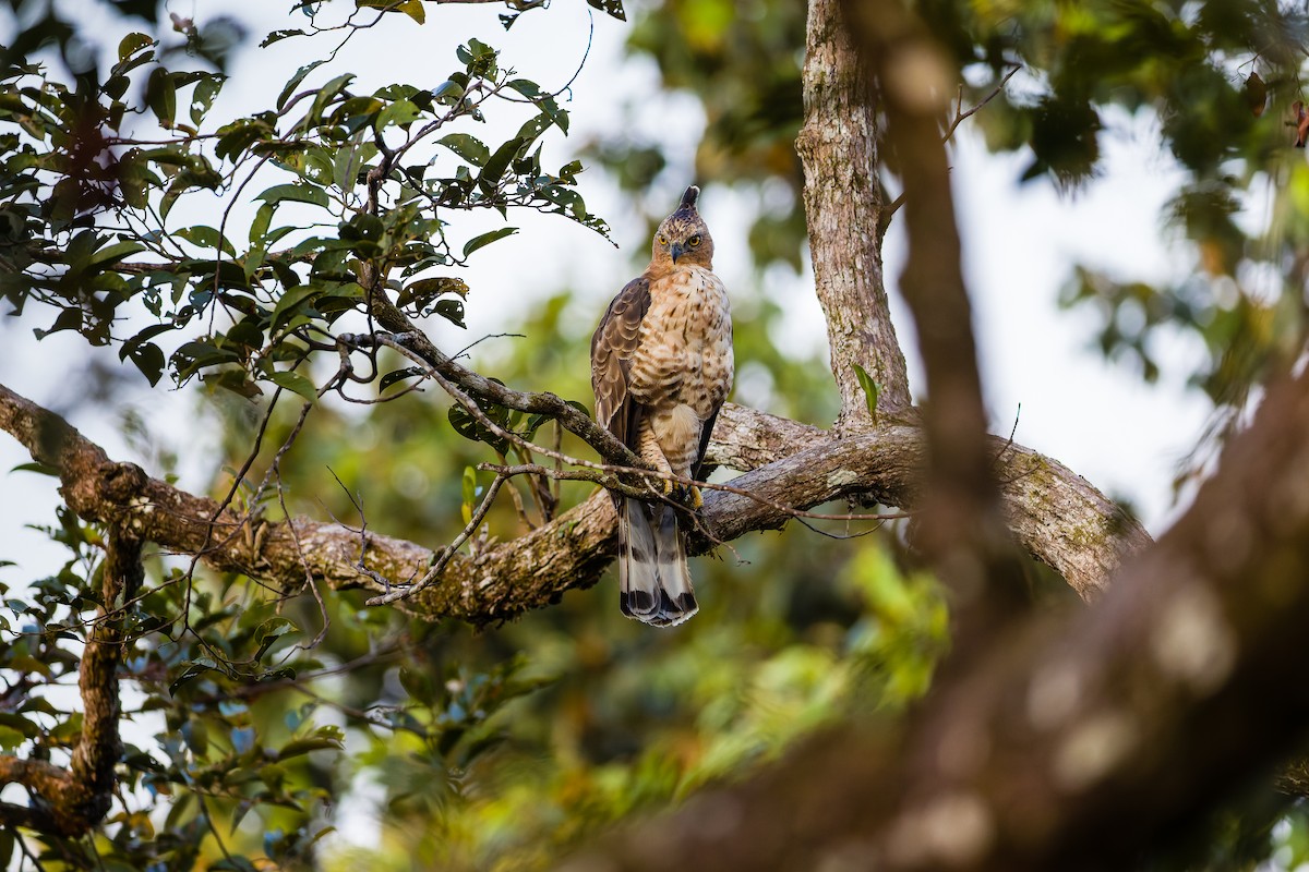 Wallace's Hawk-Eagle - ML657683954