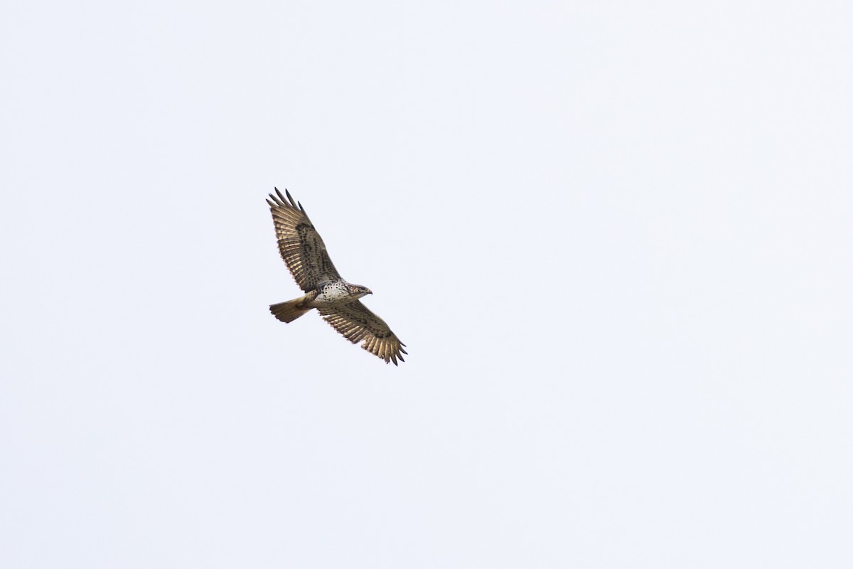 Ferruginous Hawk - ML657684324