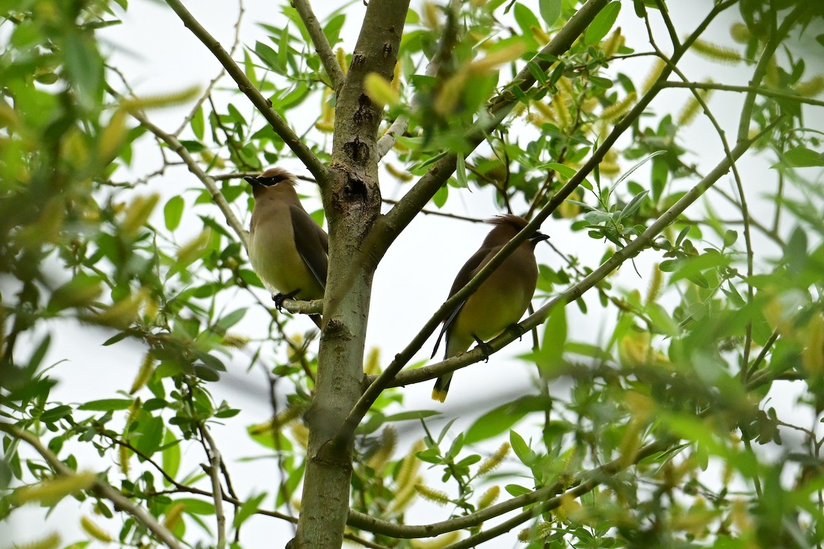Cedar Waxwing - ML657684386