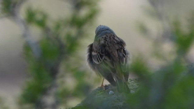 hortulan - ML657685090