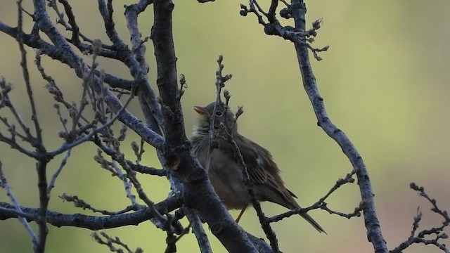 hortulan - ML657685138