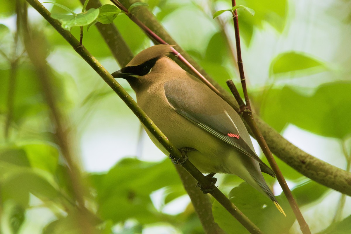 Cedar Waxwing - ML657686146