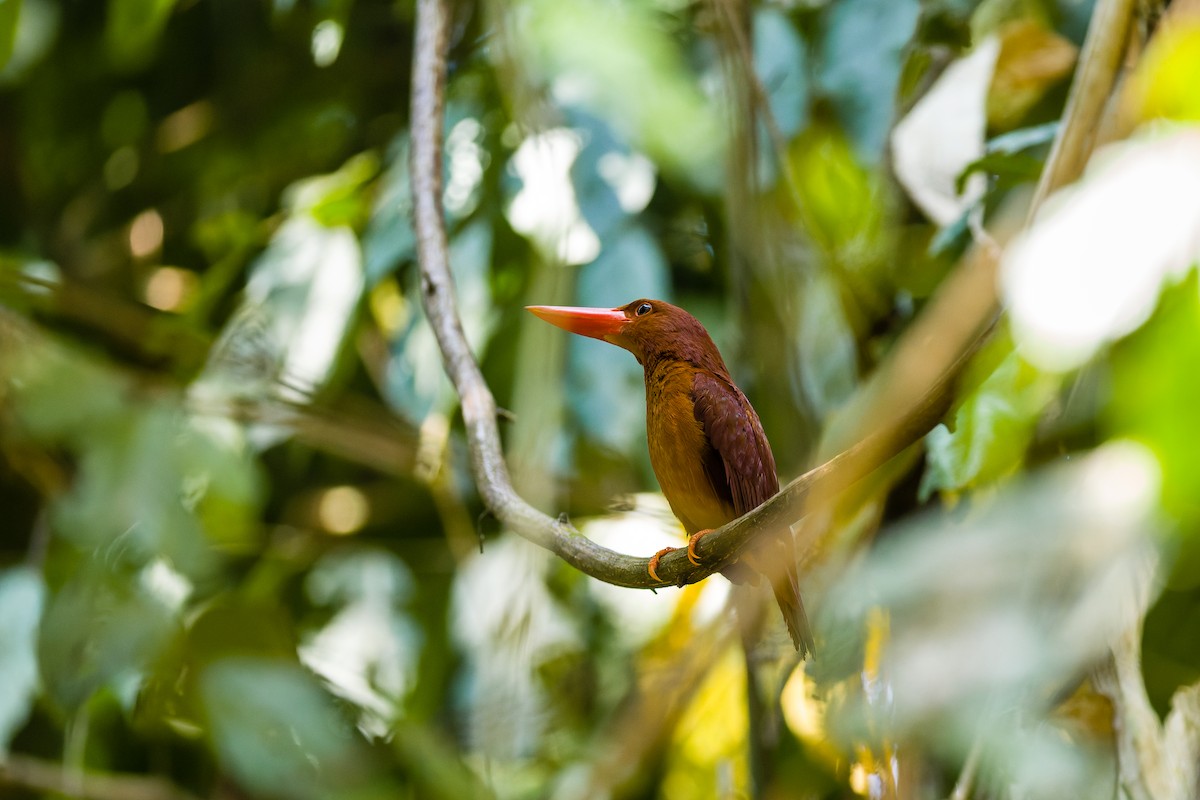 Ruddy Kingfisher - ML657687357