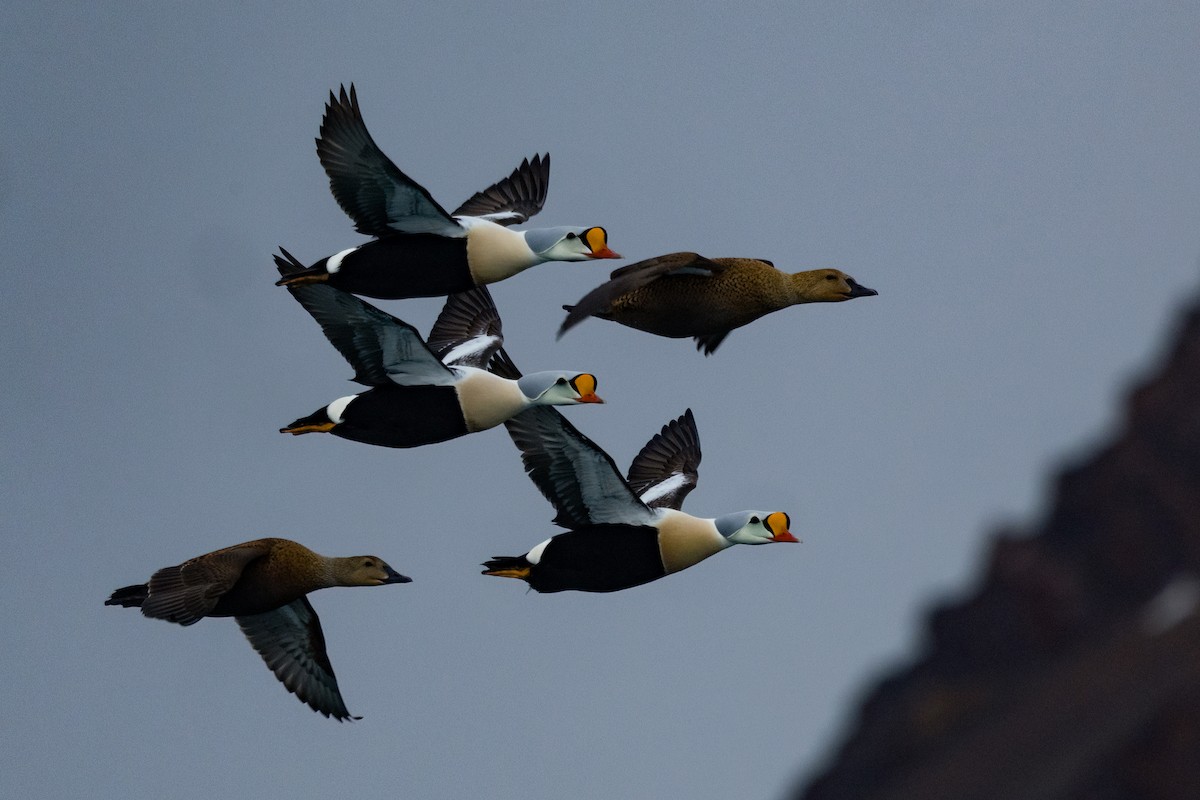 King Eider - ML657687479