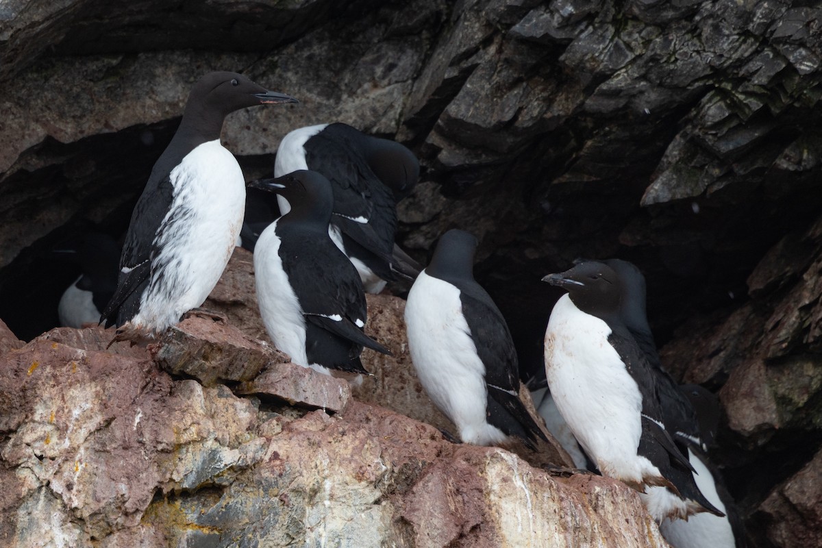 Common Murre - ML657687481