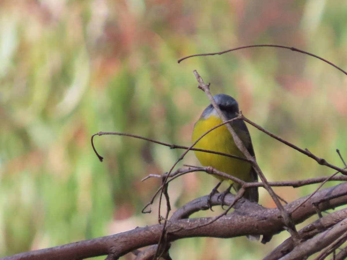 Eastern Yellow Robin - ML657687493