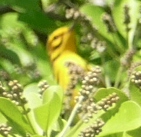 Prairie Warbler - ML657687495