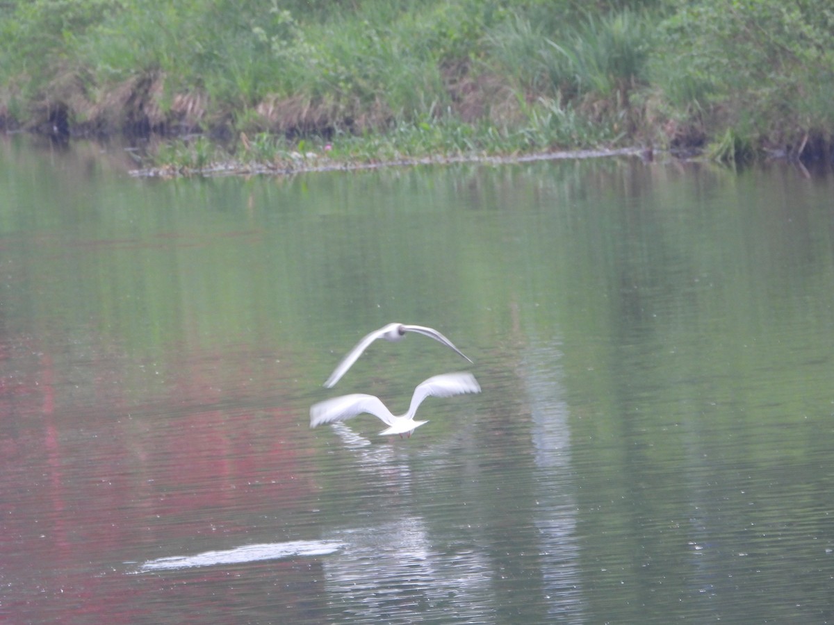 Black-headed Gull - ML657687496