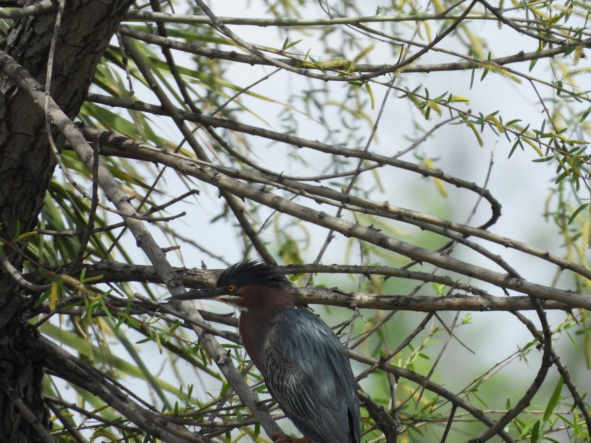 Green Heron - ML657687497