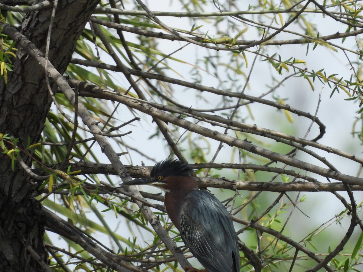 Green Heron - ML657687498