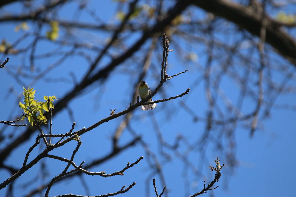 Northern Parula - ML657687501