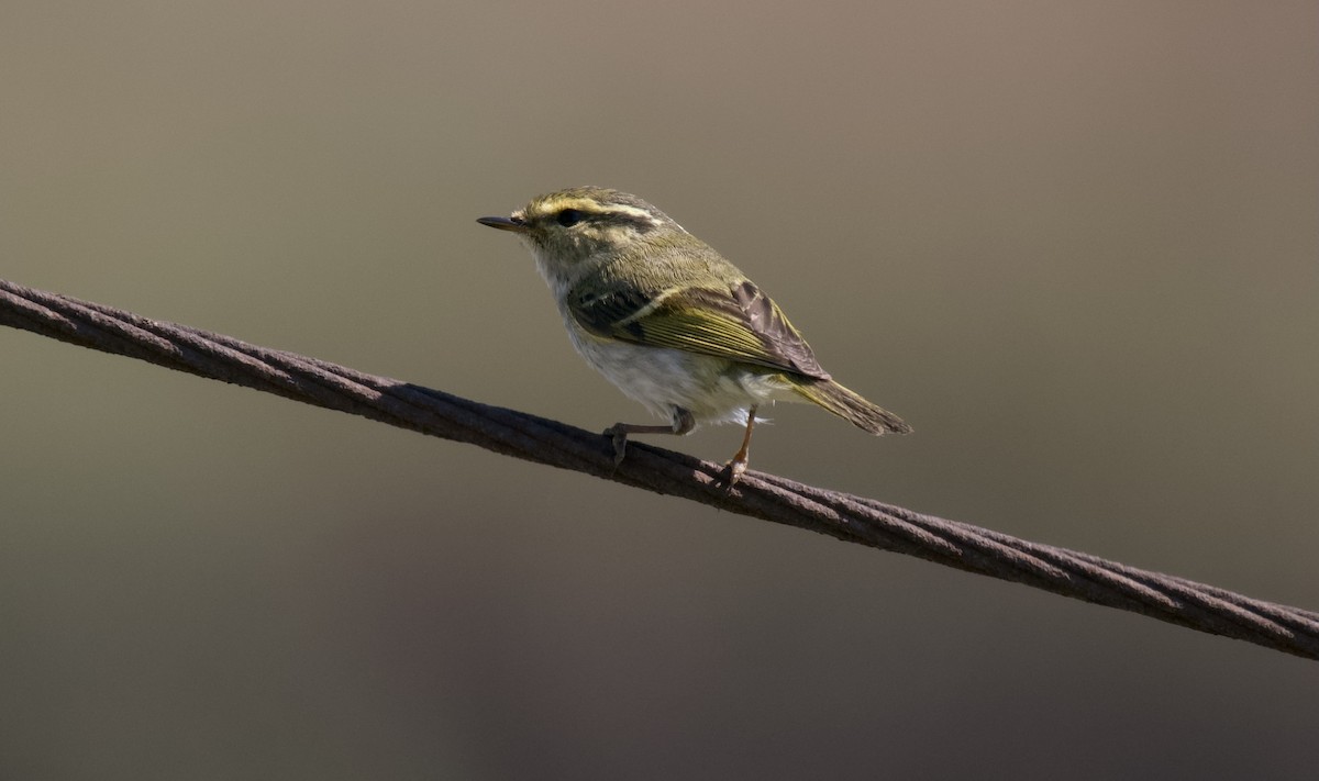 Pallas's Leaf Warbler - ML657687502