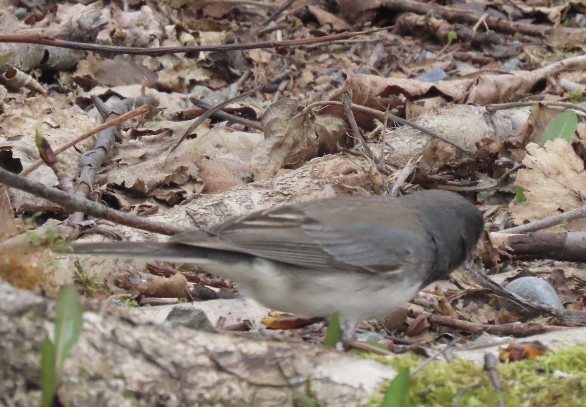 Dark-eyed Junco - ML657687503