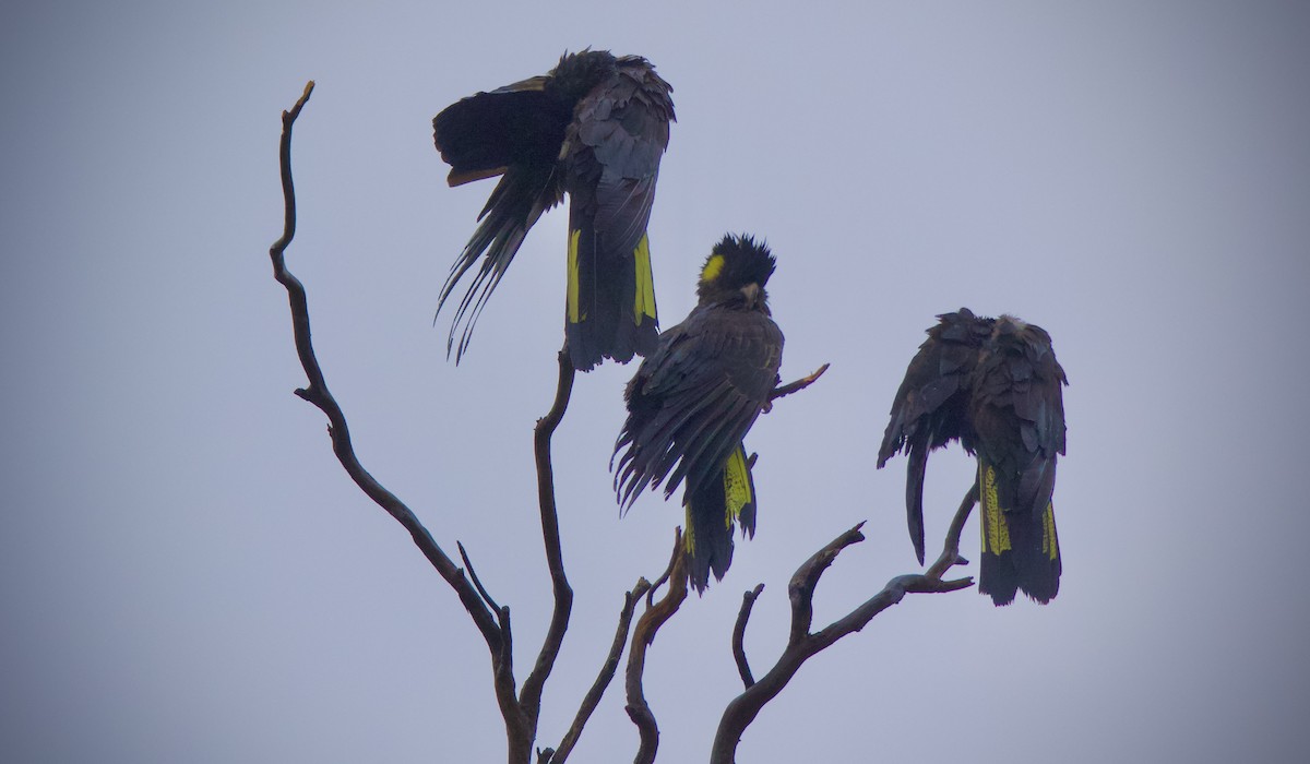 Yellow-tailed Black-Cockatoo - ML657687504